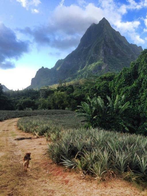 Fare Haurevaiti Moorea Paopao 外观 照片