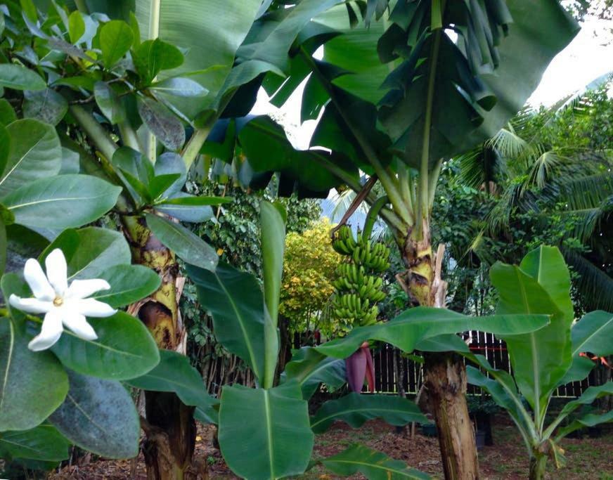 Fare Haurevaiti Moorea Paopao 外观 照片