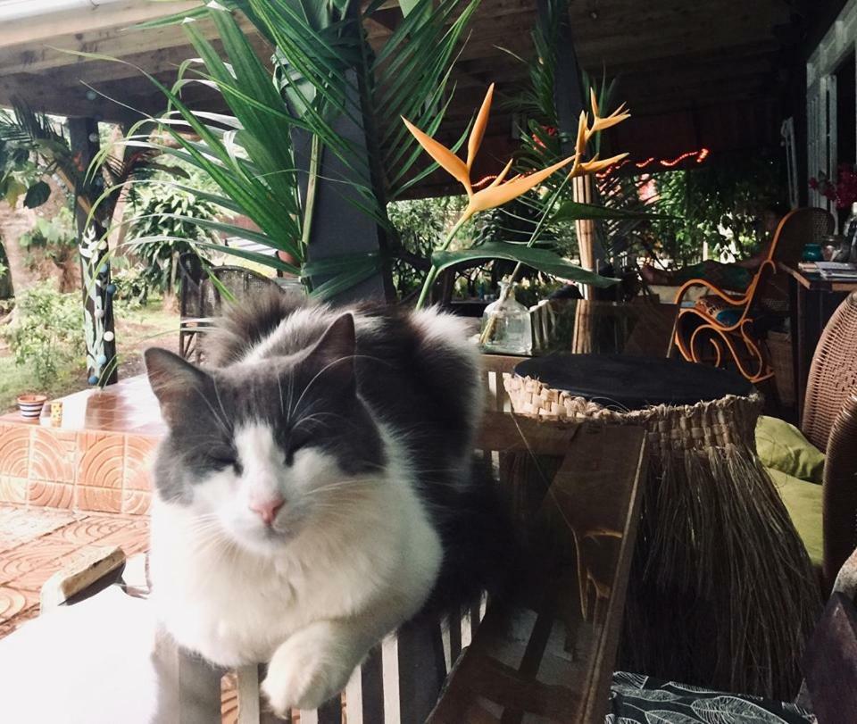 Fare Haurevaiti Moorea Paopao 外观 照片
